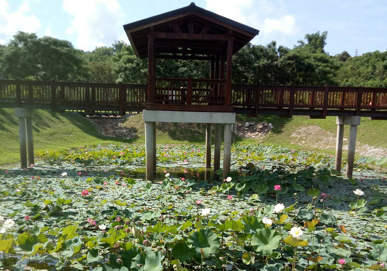 爆紅臺南水道　夏荷新秘境...