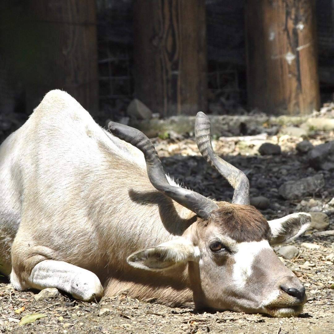 壽山動物園五月大明星 弓角羚羊用瀏海和小朋友比Q