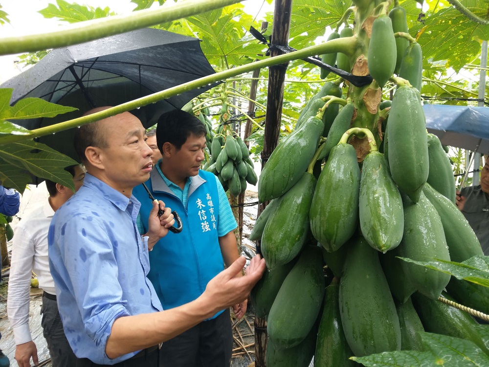 連續降雨木瓜受災  韓國瑜赴旗山與杉林勘災