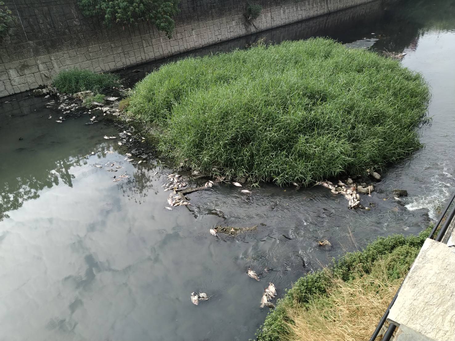 高雄鳳山溪查獲污水排放  環保局依法裁處...