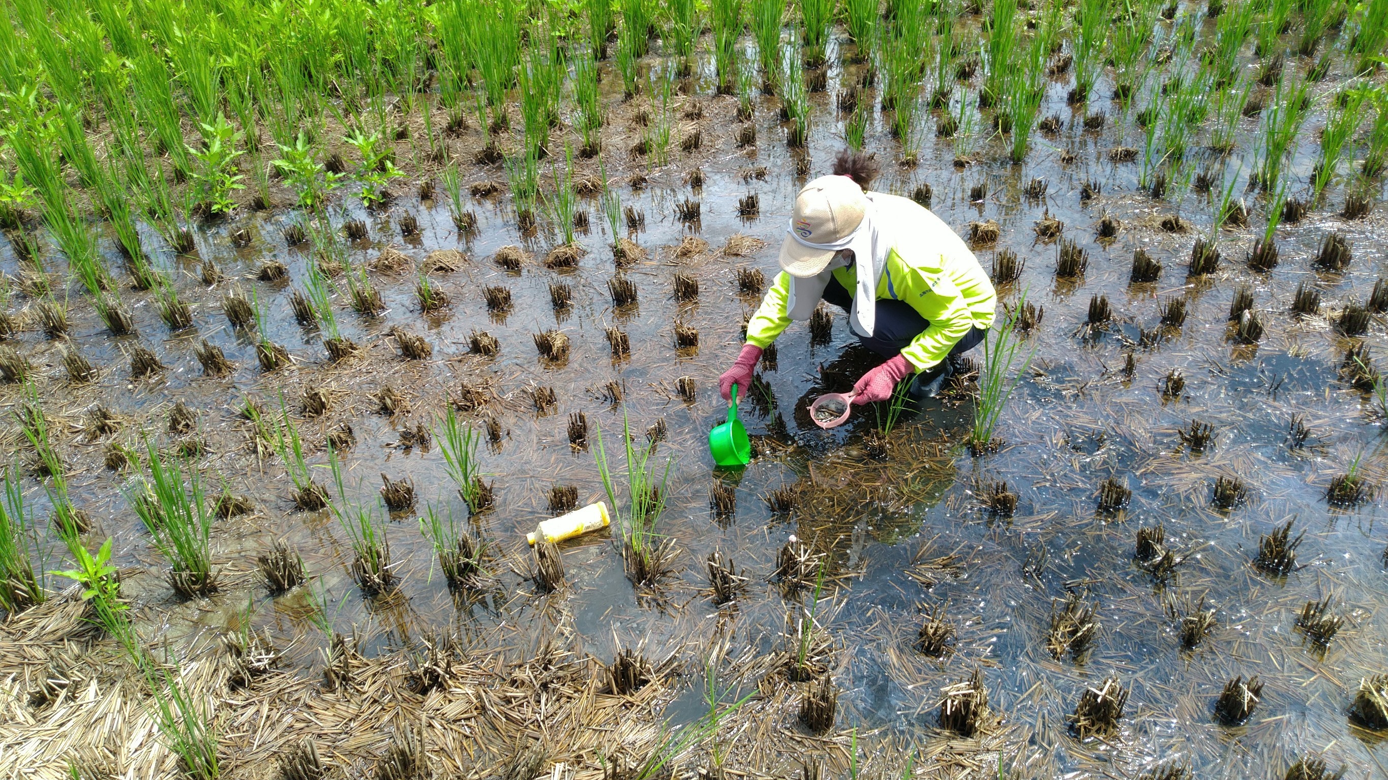 高市鳳山區出現首例  本土日本腦炎病例