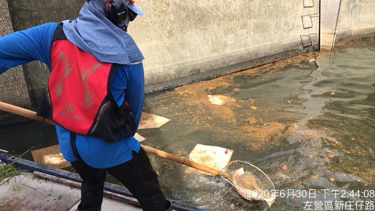 高雄愛河發現死魚油污  溝渠隊員迅速清理污染