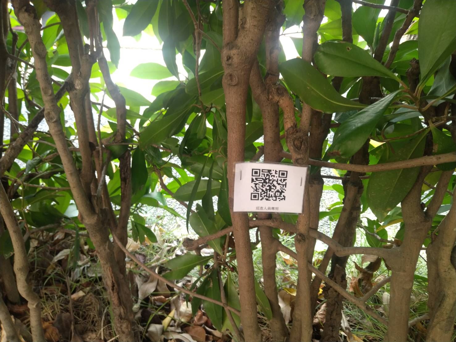 高市左營區公所透過掃QR Code  取代傳統的巡邏箱   