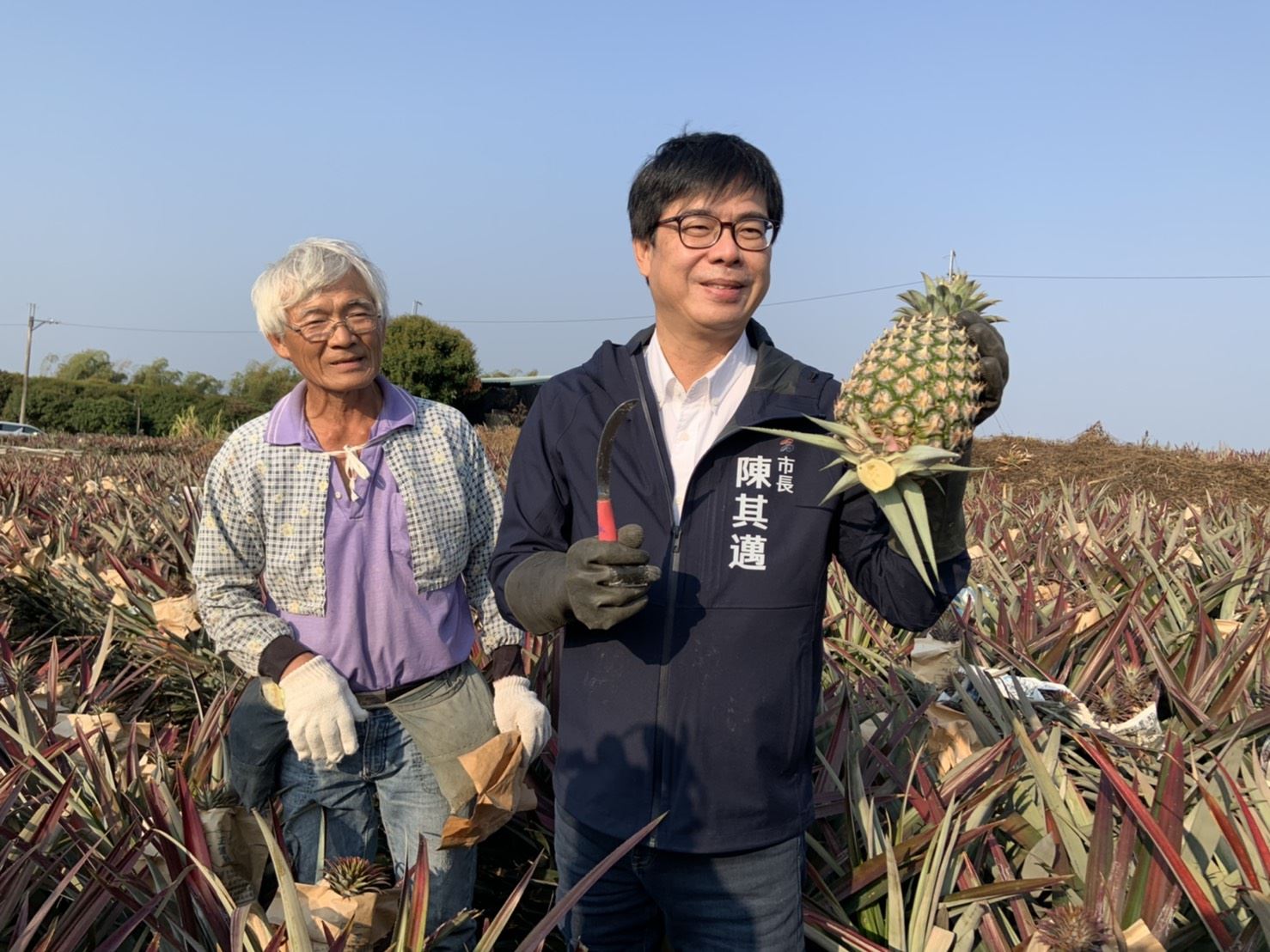 高市因應中國大陸停止台灣鳳梨進口衝擊  提前佈局新澳洲...