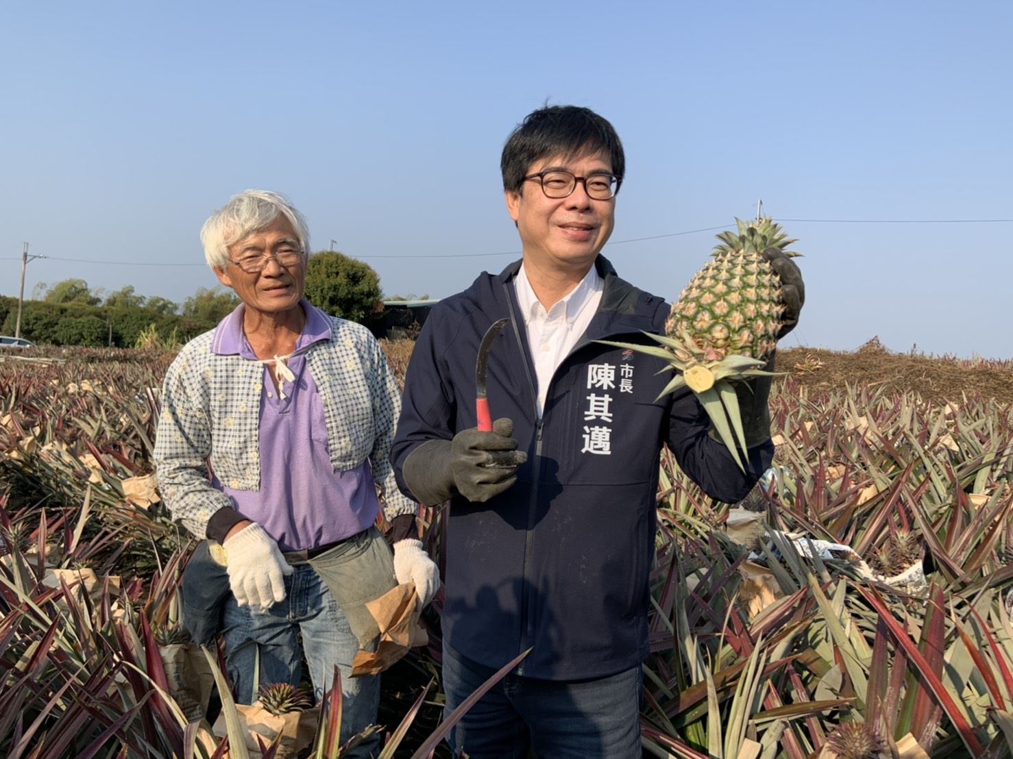 高市因應中國大陸停止台灣鳳梨進口衝擊  提前佈局新澳洲市場