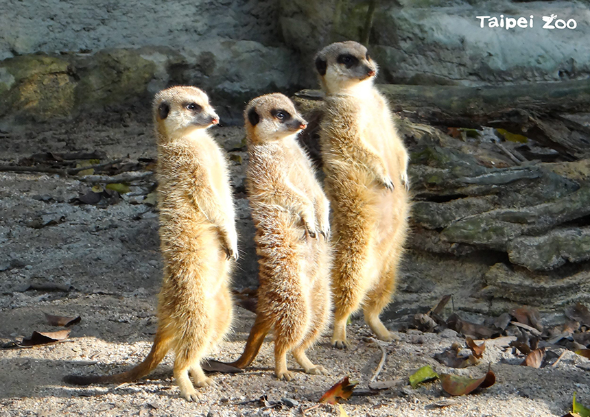 最愛守望相助 北市動物園狐獴家族增產...