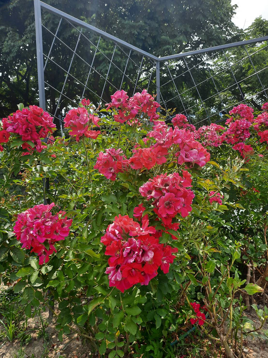 微解封小旅行提案 北市新生公園夏日花巡禮