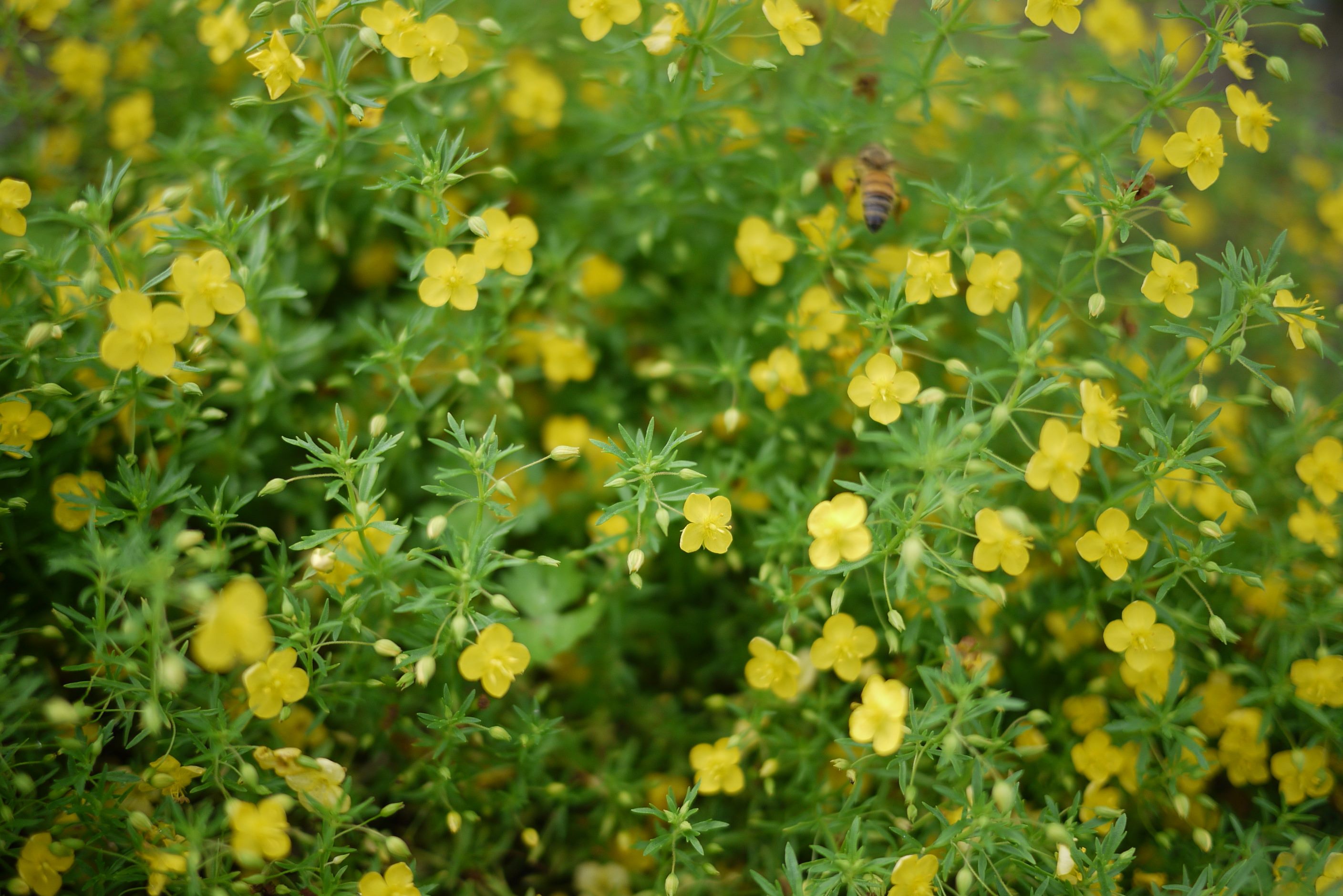 新生公園群芳競艷 一同欣賞絕美花海...