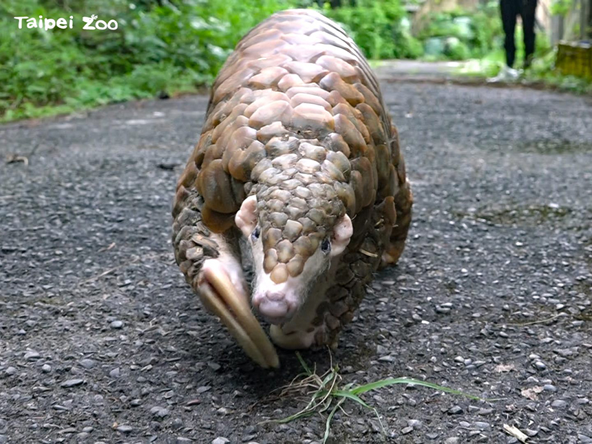 全球最高齡  北市動物園穿山甲「穿胖」辭世...