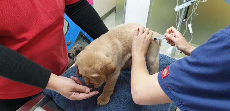 世界狂犬病日 新北動保處舉辦巡迴注射...