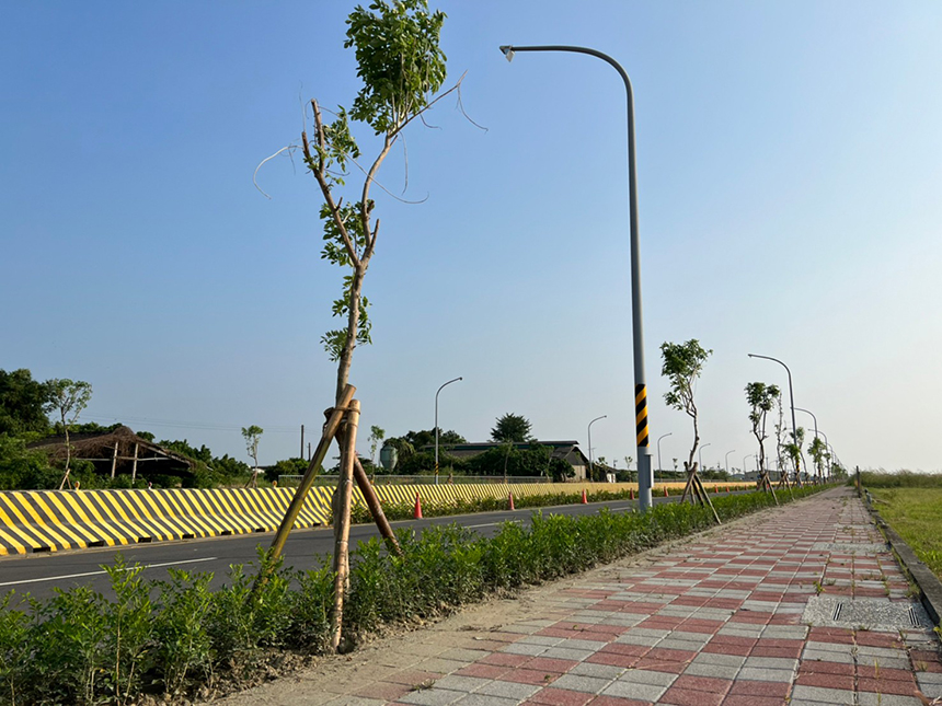 南市六甲西側外環南段道路  打造南洋櫻大道...
