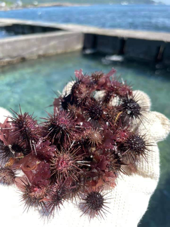 新北貢寮鮑混養紫海膽  養殖池產量增...