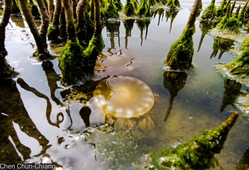秋高氣爽  倒立水母再現林園海洋濕地公園