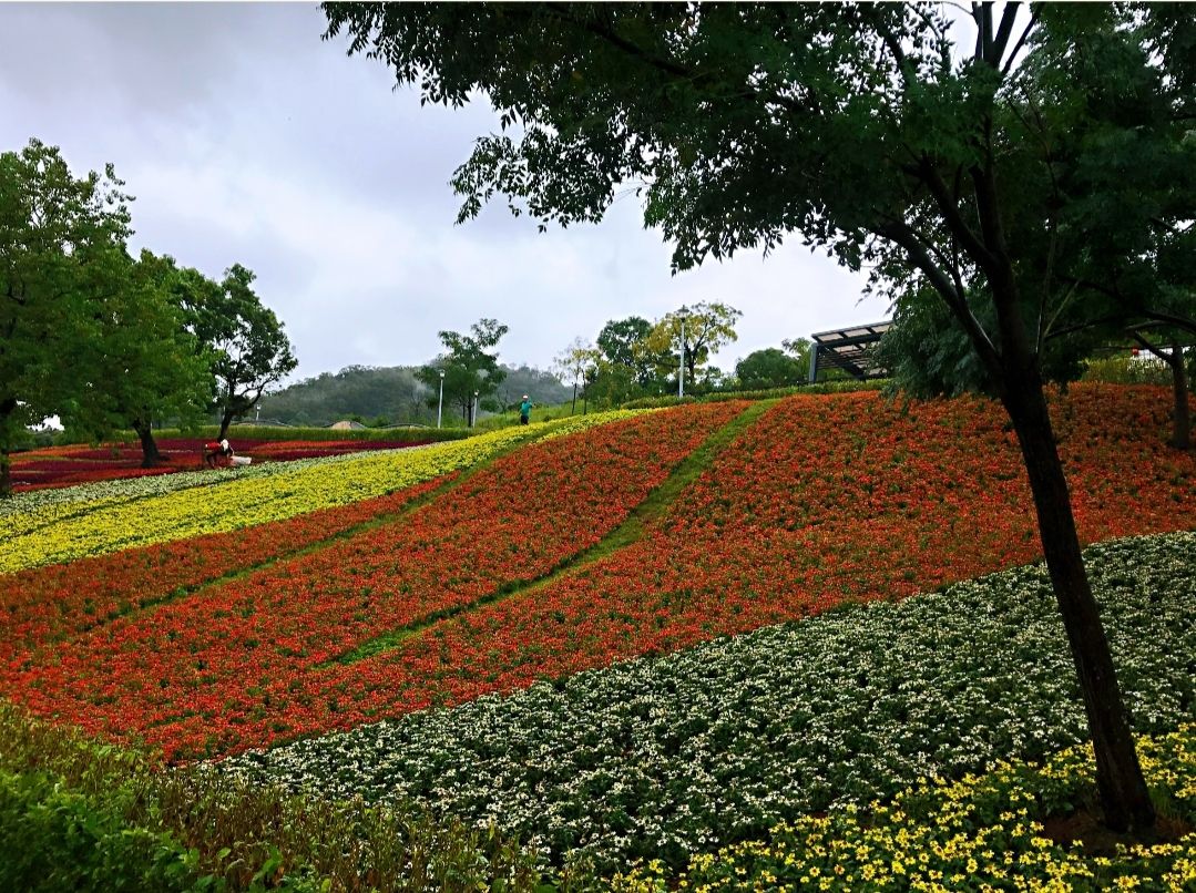 花神11月降臨 北投社三層崎花海豔麗現身...