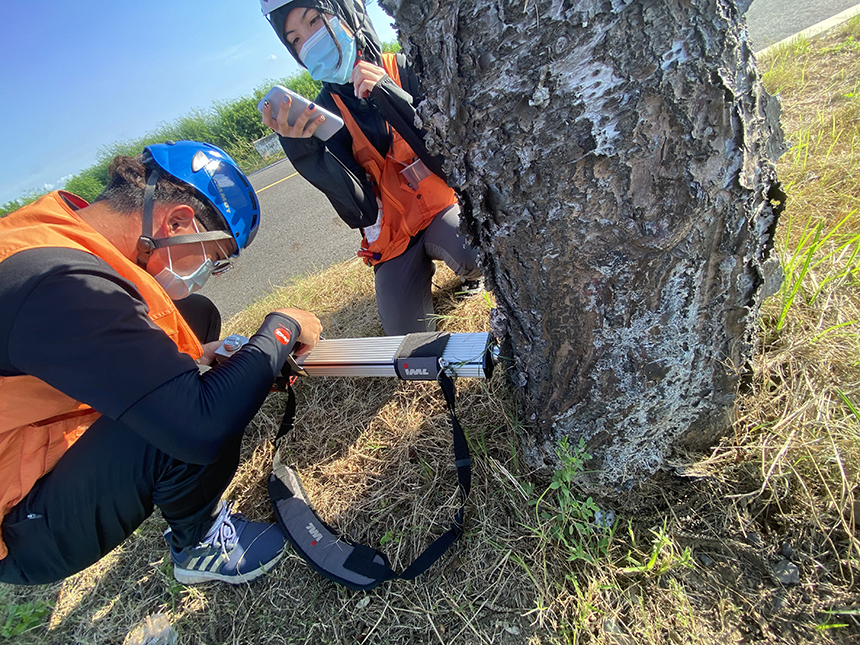 台南市建立護樹通報機制  追蹤樹木巡檢雙管齊下