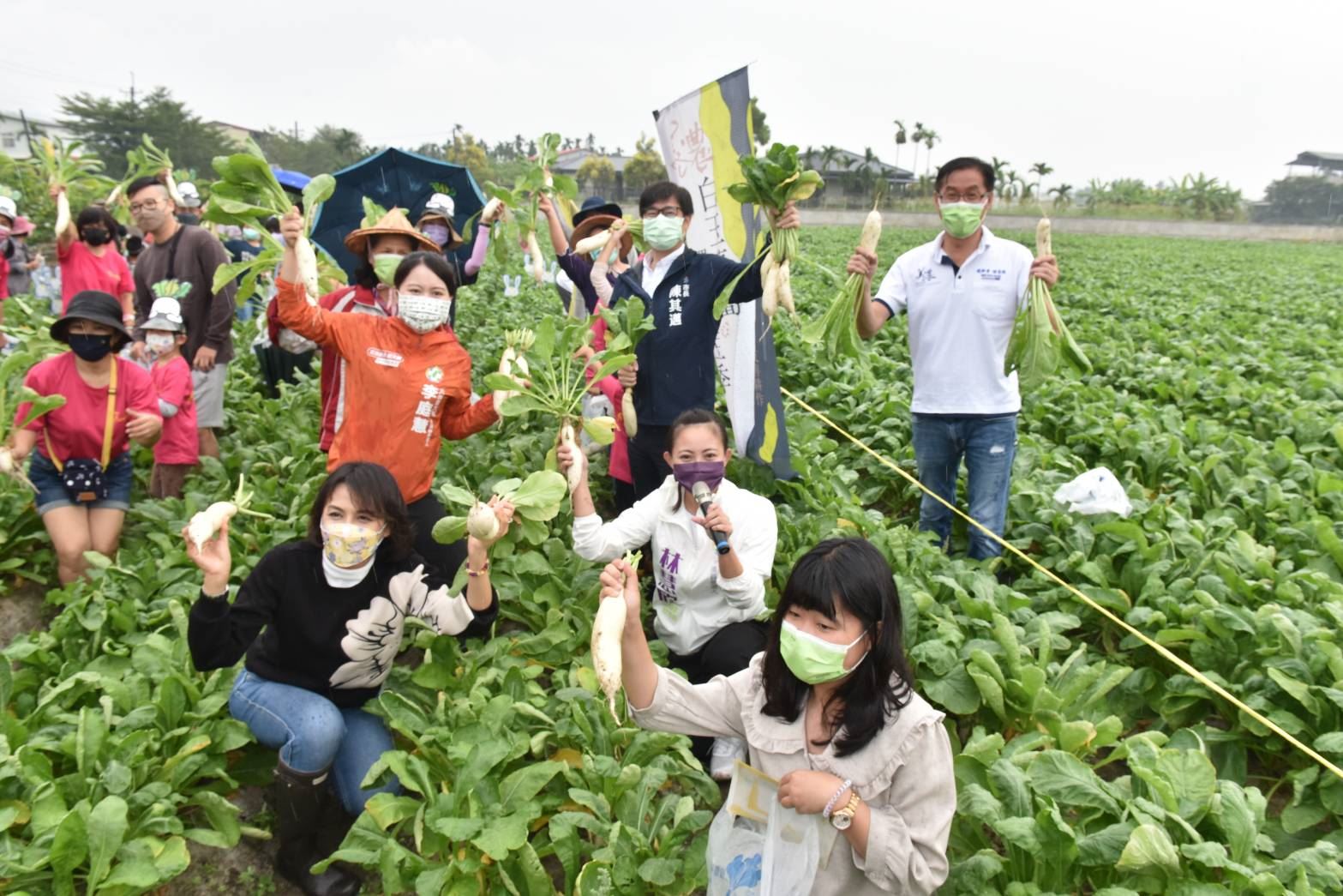 季節限定！美濃白玉蘿蔔限量開採 陳其邁力邀民眾體驗同樂