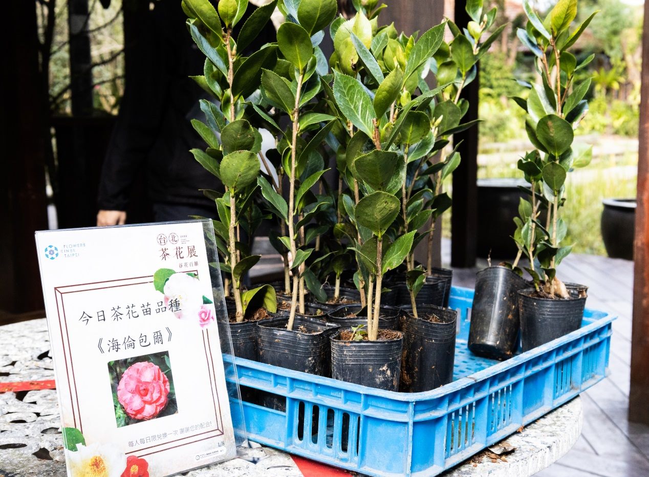 台北茶花展倒數！特約優惠大放送 陽明公園櫻花接力浪漫綻放