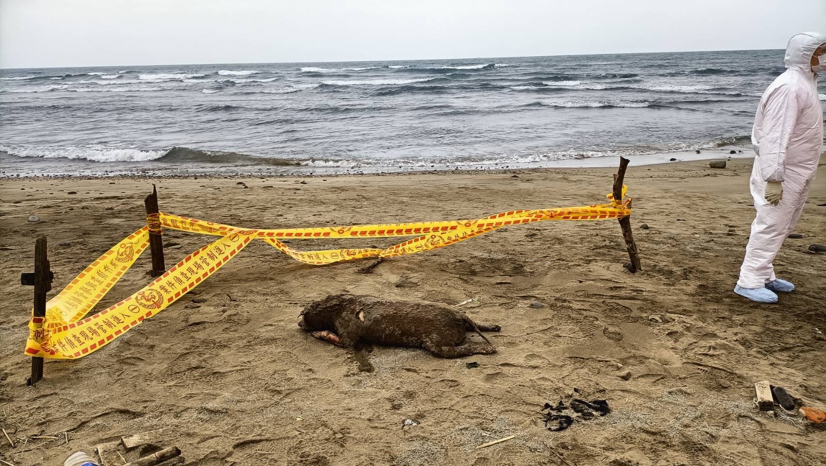 2022年開工赫見海漂動物 新北動保處全面戒備