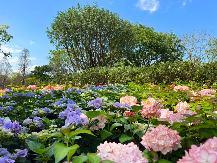 花IN台北  大安森林公園杜鵑、繡球花爭豔...
