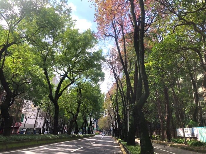 漫步中山北路森呼吸 徜徉樟樹 楓香綠蔭街道...