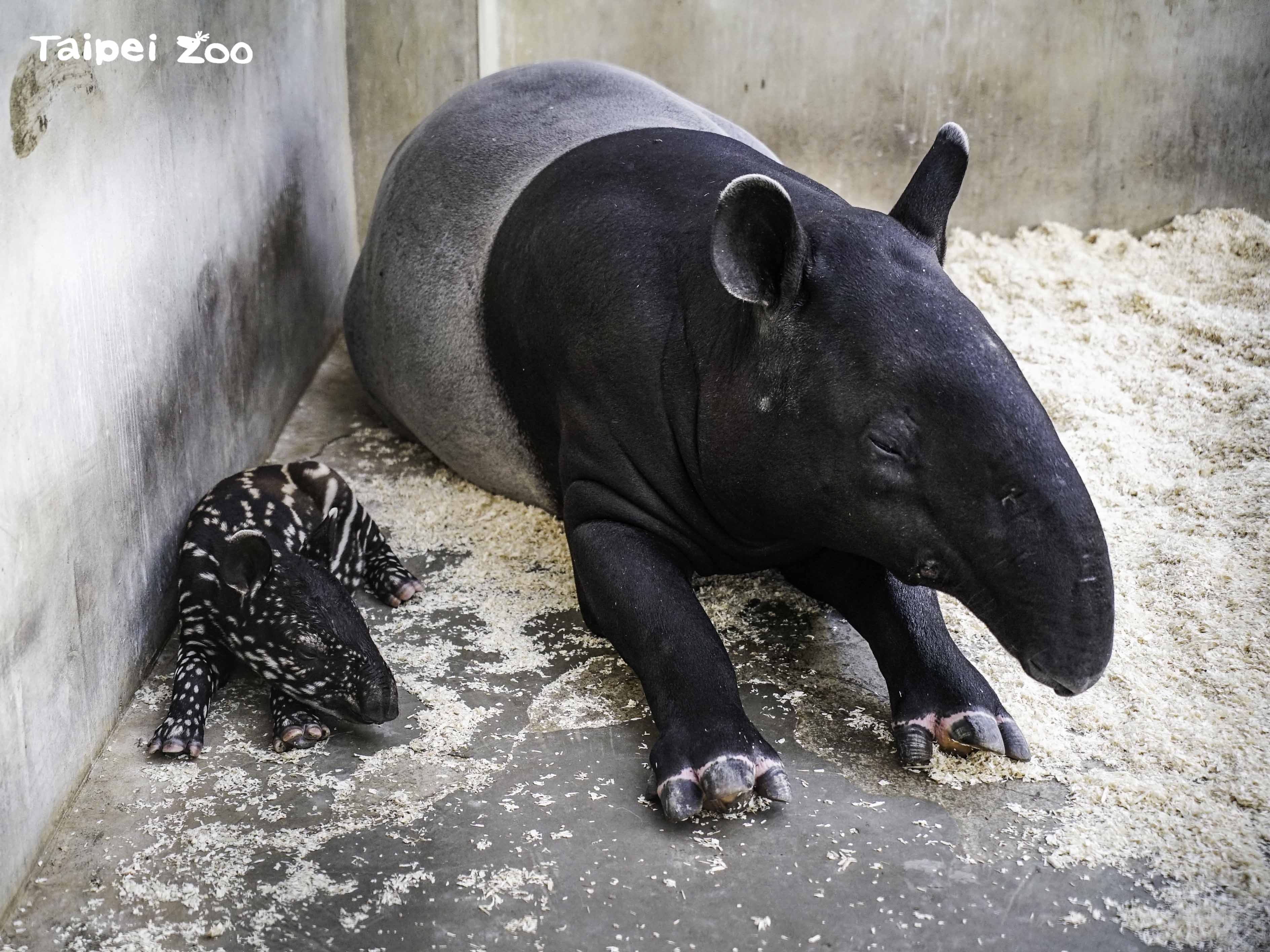 來動物園慶祝母親節   體驗自然親子愛相隨...