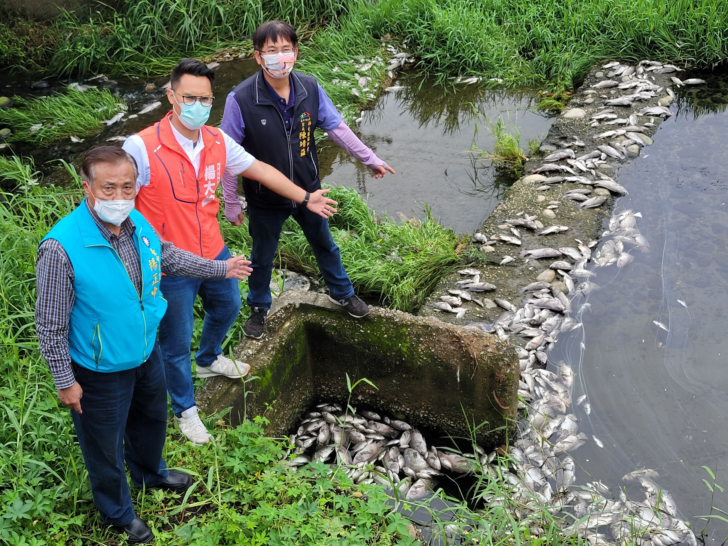 台中市東大溪魚群患憂鬱症集體鬧自殺？