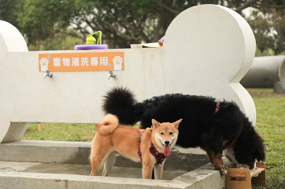 偏區犬貓免費絕育巡迴2月起登場   動保處鼓勵多加利用