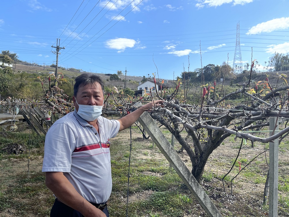 中市枇杷及高接梨穗災損 2/14前受理現金救助申請...