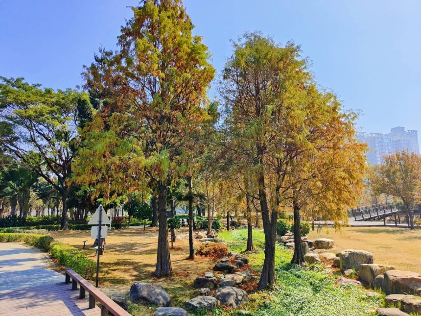 限定夢幻美景—凹子底森林公園落羽松相片輯