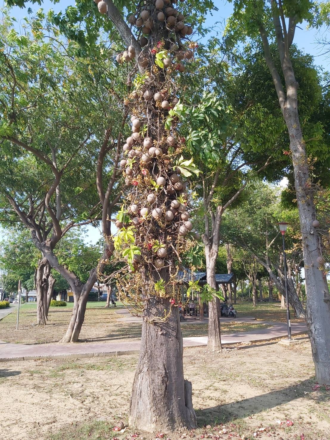 高雄梓平公園「砲彈樹」 奇觀景象等你來...