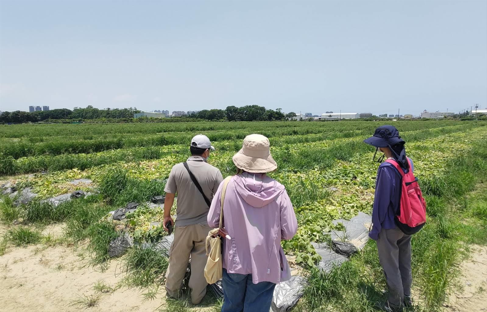 6月中旬豪雨農損 西瓜及香瓜現金救助即日起受理