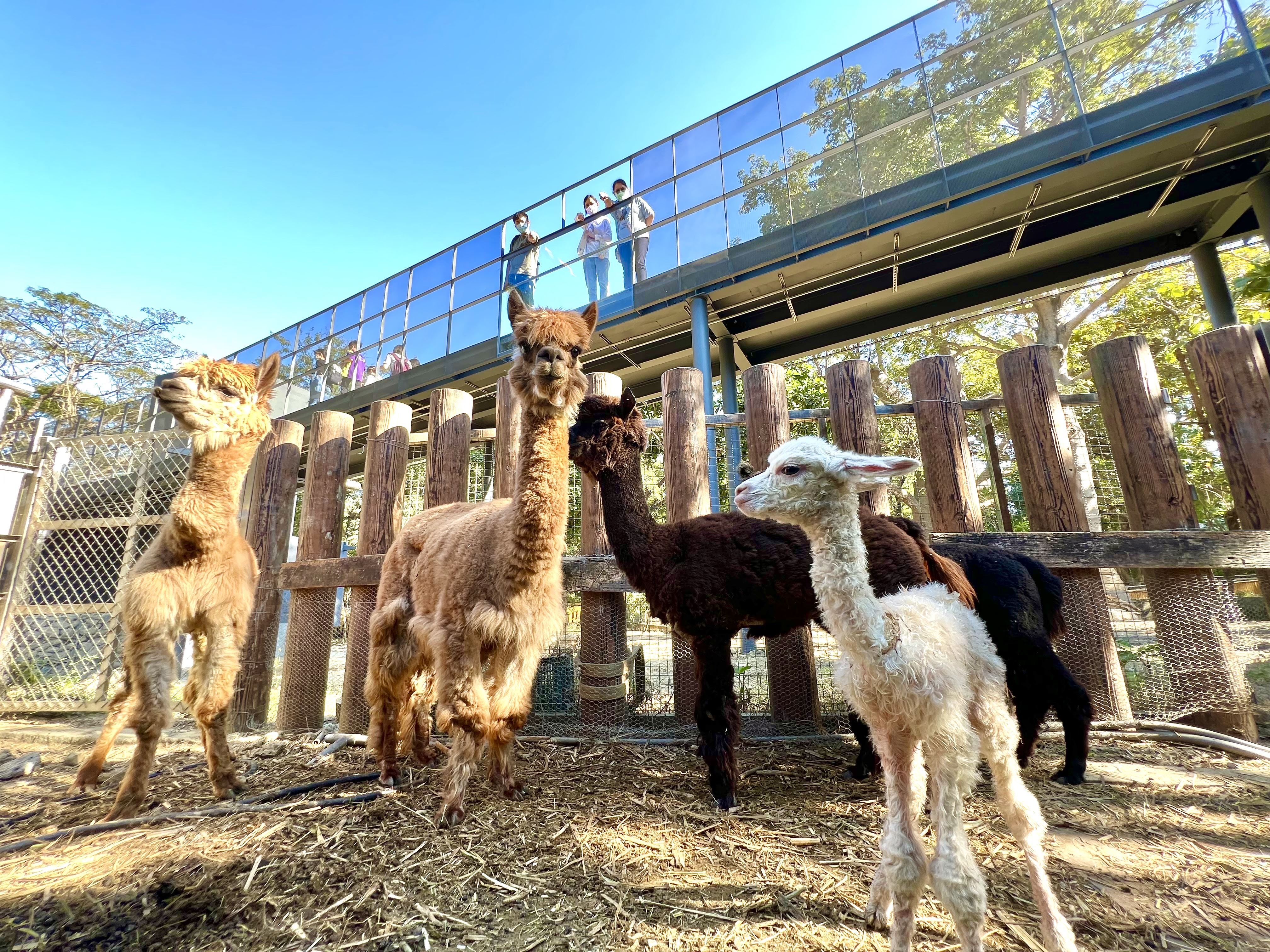 壽山動物園榮獲「台灣建築獎」首獎  肯定設計上拉近人與動物關係