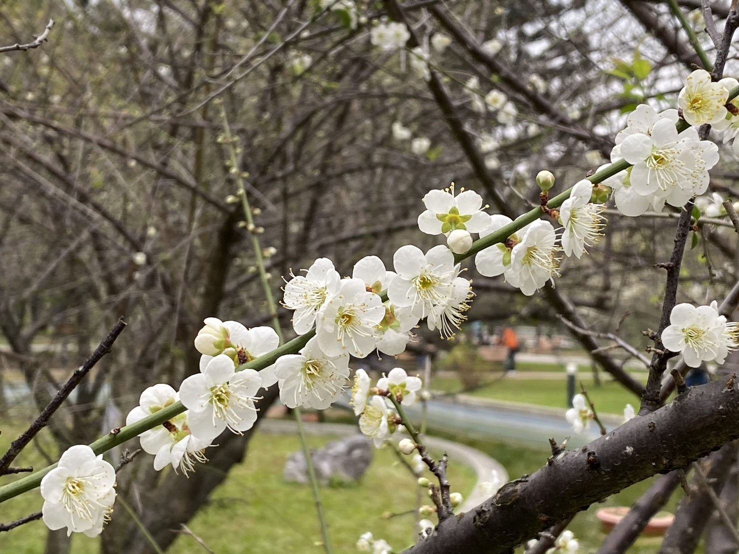 榮星花園白「梅」如雪  冬季花之微旅行...