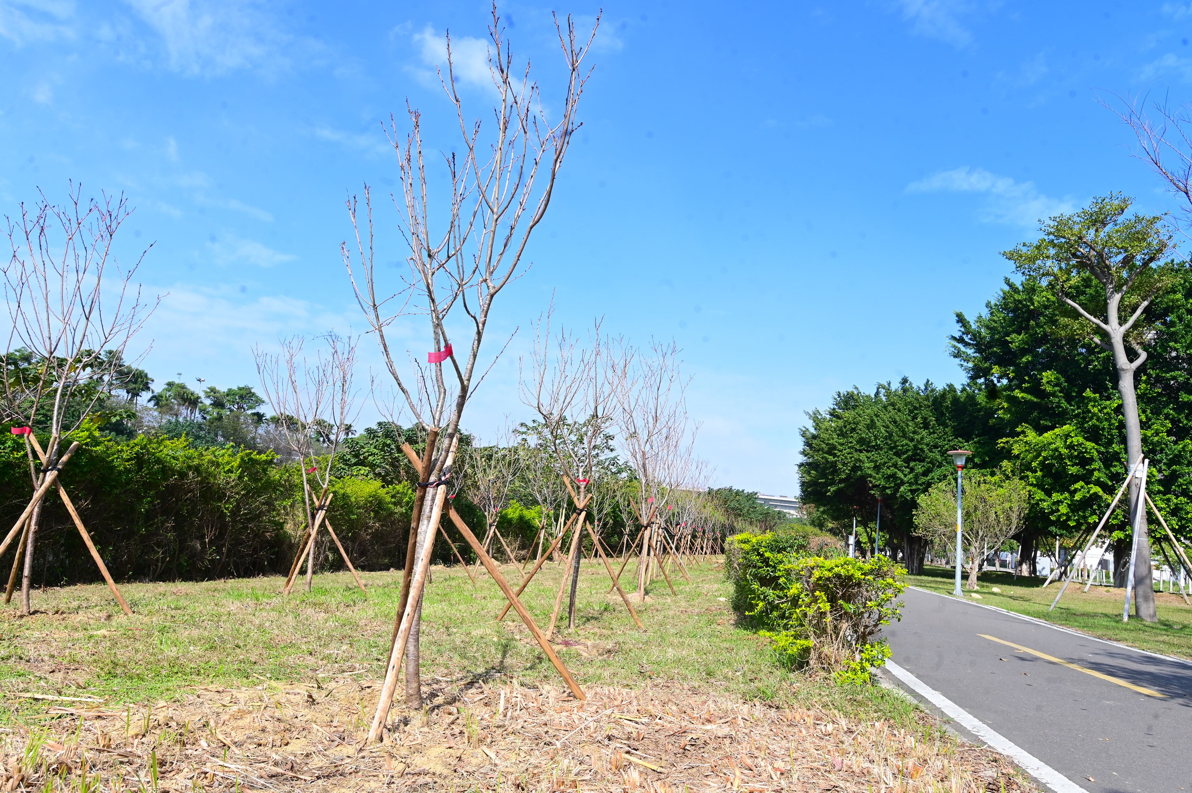 桃園景福扶輪社櫻花植樹活動　110棵吉野櫻打造南崁溪友善...