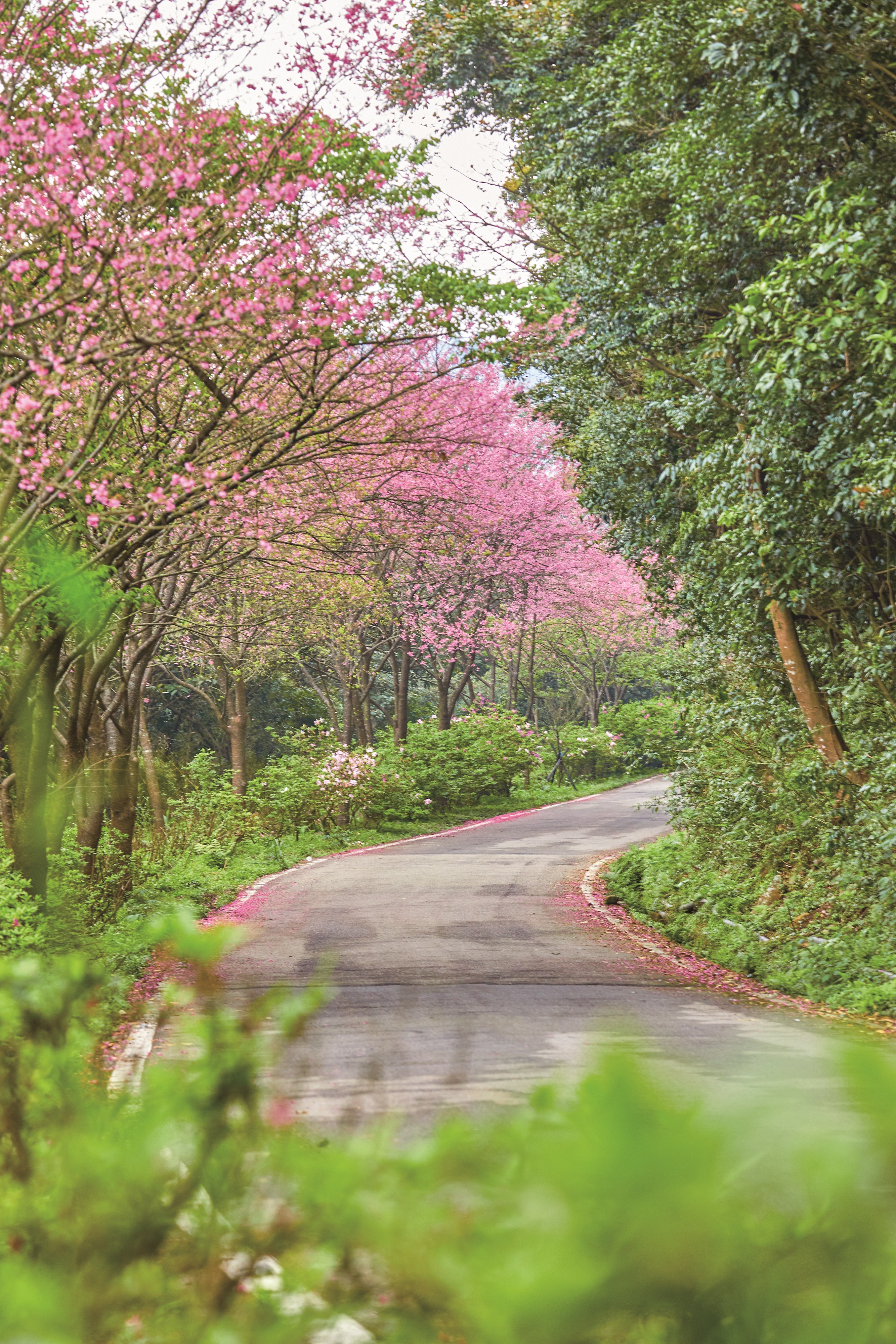 三芝櫻木花道 春節賞櫻趣...
