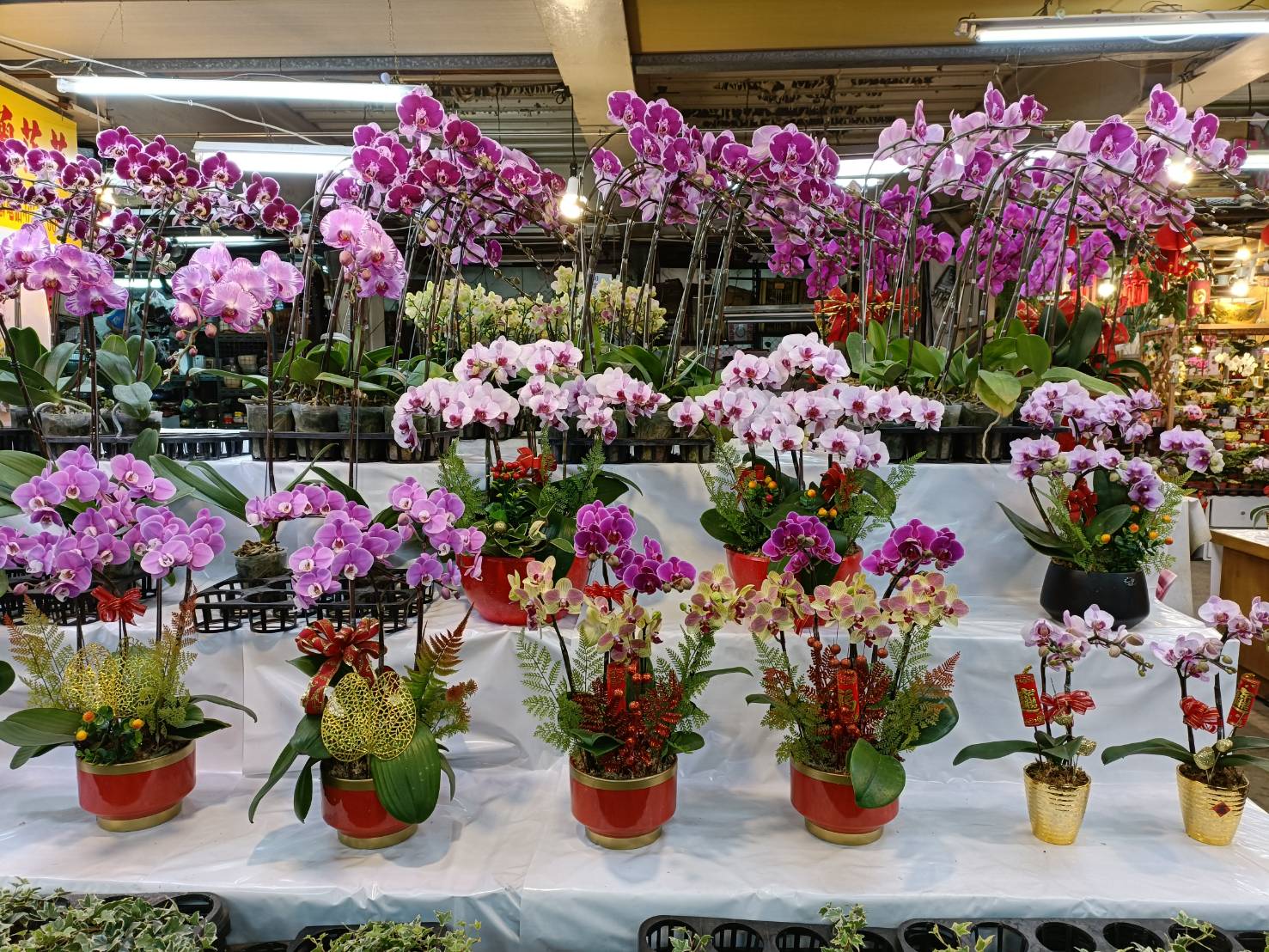 板橋花市春節延長營業時間　應景花卉妝點新春好氣息...