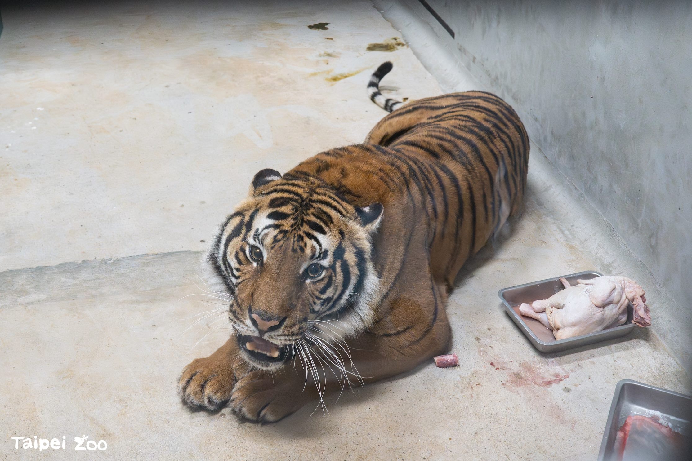 法國優雅女嬌客報到  臺北動物園參與全球馬來虎保育計畫...