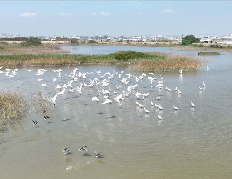 茄萣濕地 冬日水鳥樂園限定倒數...