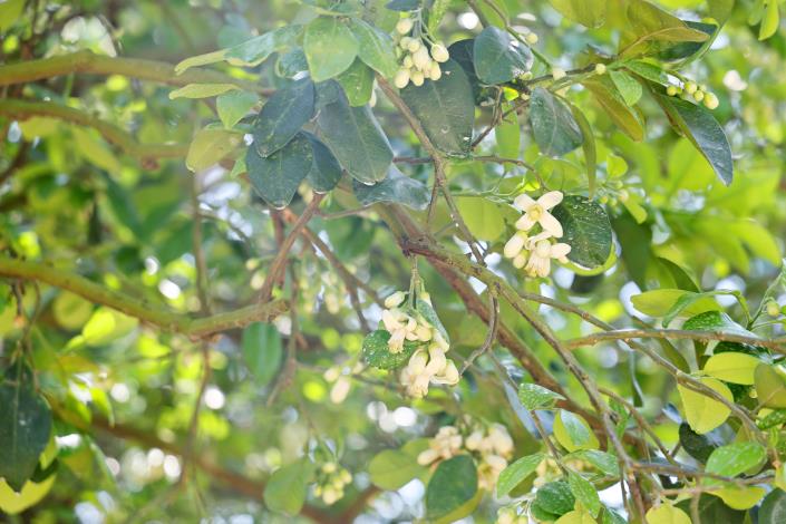 享受春日柚花魅力  麻豆柚花季活動連3周末五感體驗...