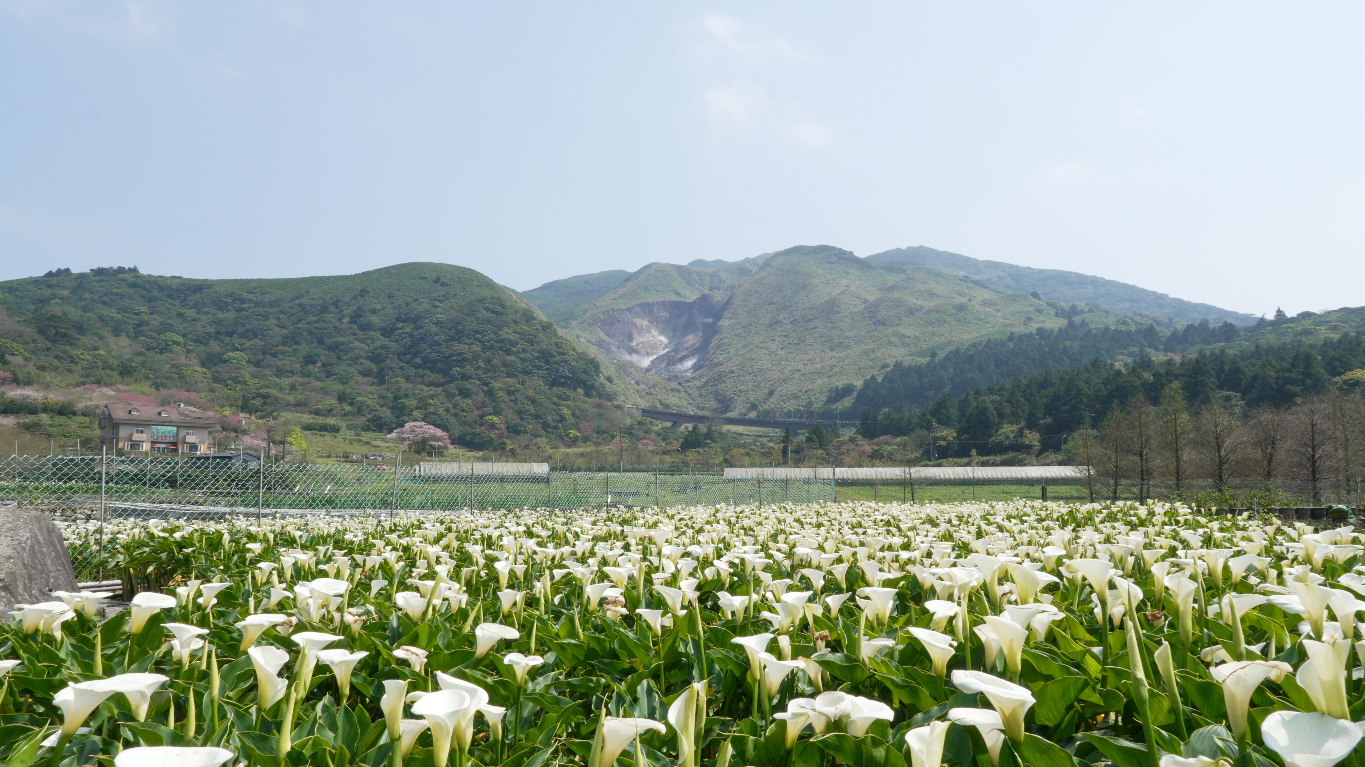 「竹子湖海芋季」開幕  海芋花田見證浪漫白色情人節...