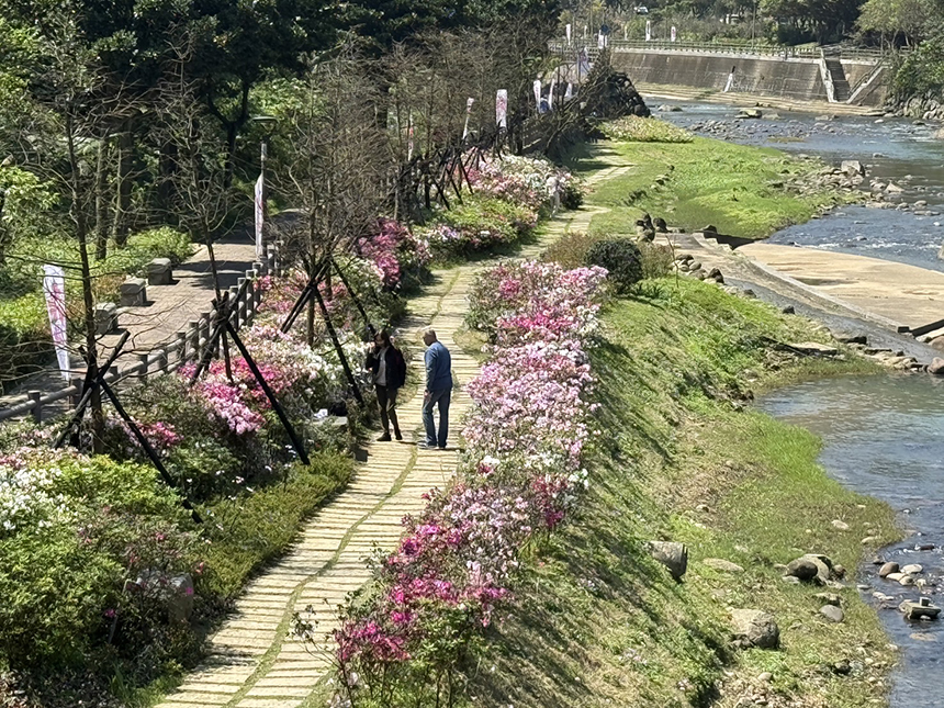 萬金杜鵑雙北合作  大安森林公園美麗綻放...