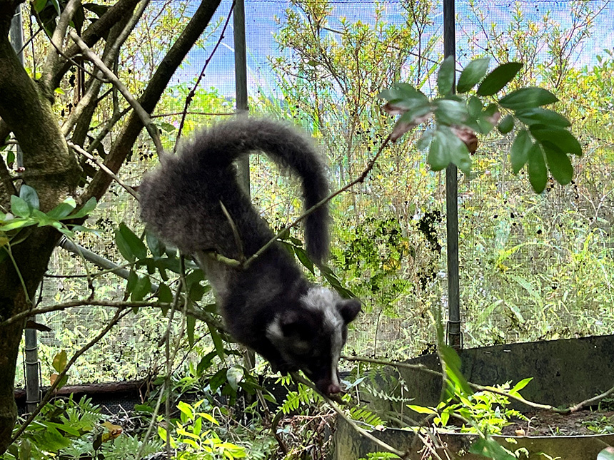 新北市動保處呼籲與野生動物共存  白鼻心就在你身邊...