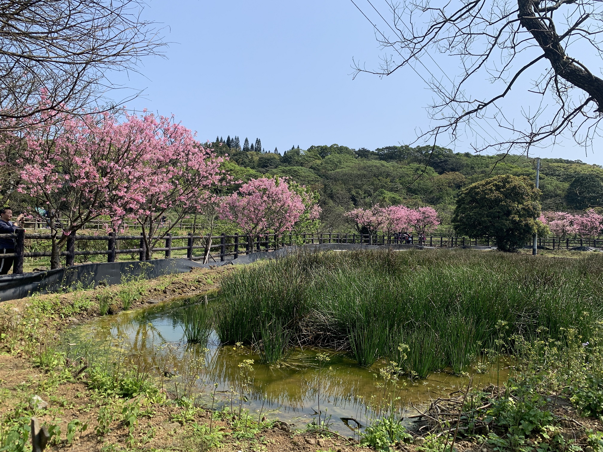 春日探訪北海岸 觀完海景浪花賞櫻花...