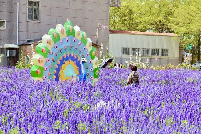 學甲蜀葵花文化節開跑 引進全新品種遊客驚艷...