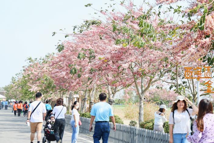 西港浪漫賞花季  粉色花旗木步道搭配向日葵花海...