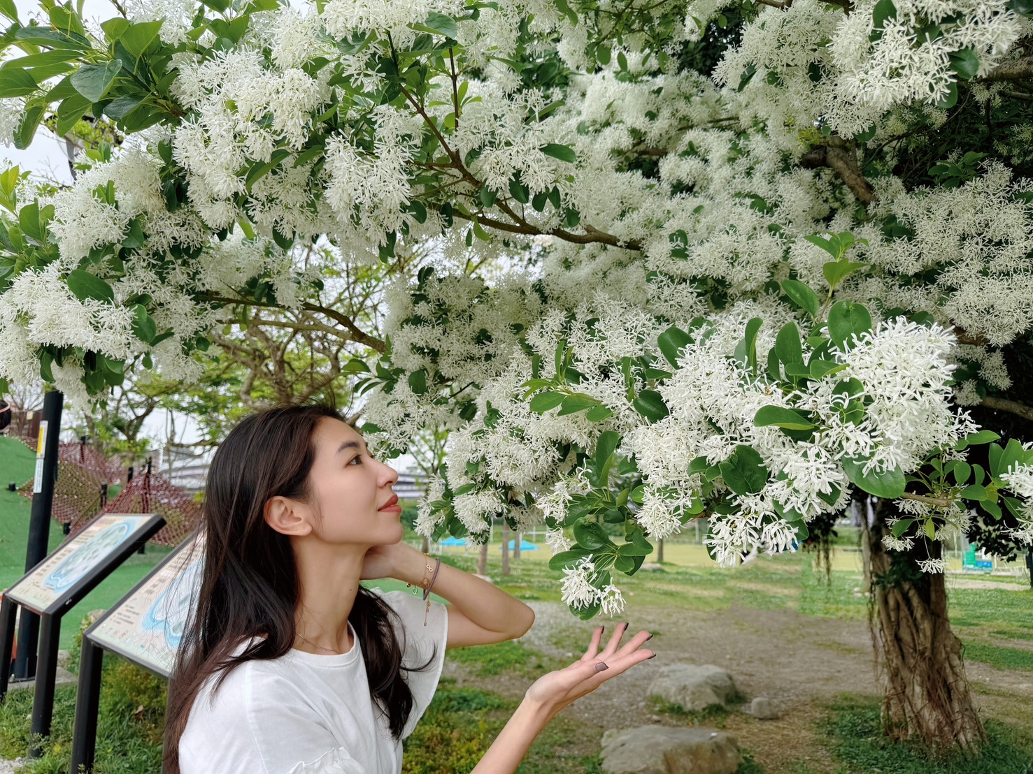 流蘇雪花開 新店陽光園區迎來浪漫四月雪