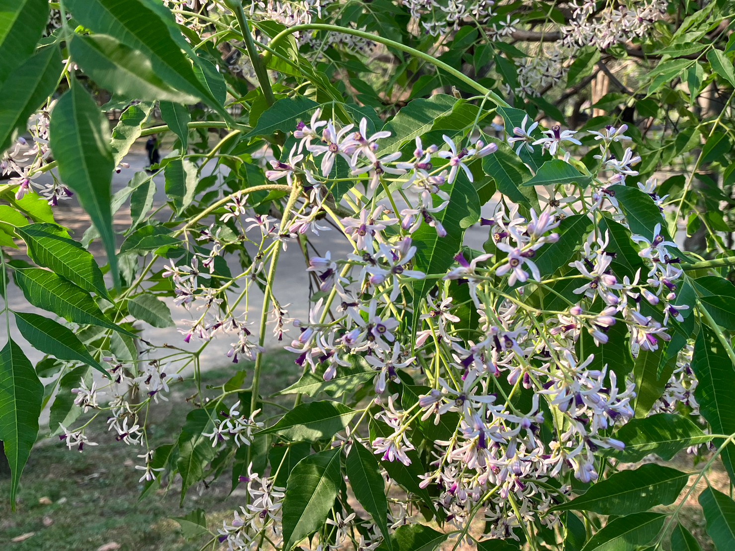 楝花開迎春 新北賞花野餐一日遊...