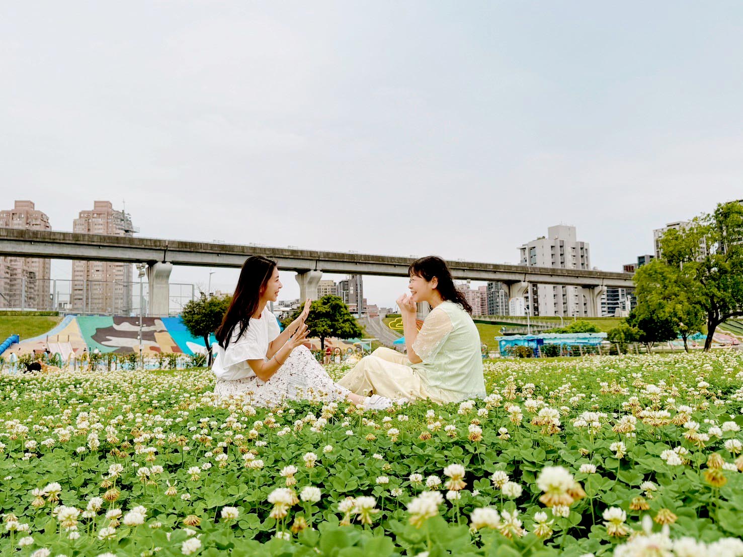 春日白雪灑落新北大都會公園 「白花三葉草」幸福綻放...