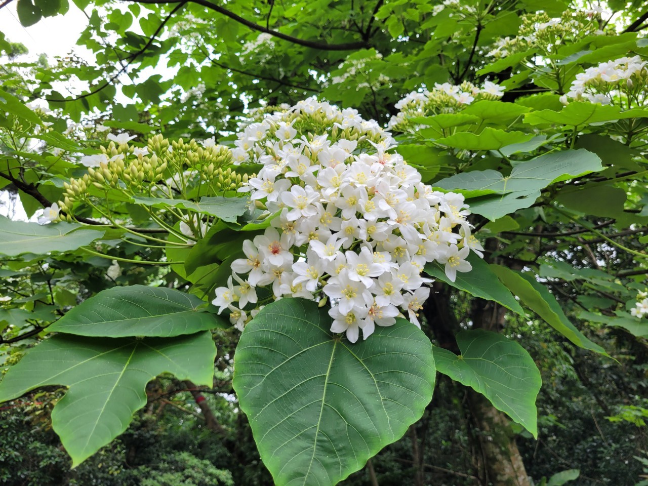 三芝漫步賞桐秘徑 欣賞滿山枝頭白雪靄靄...