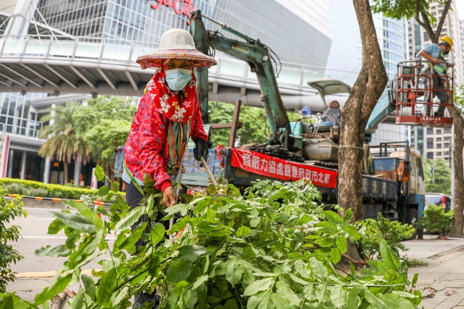 汛期將至 新北防汛減災修剪樹木